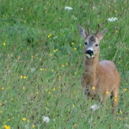 Alojamento de Turismo Rural Iglhof Westendorf